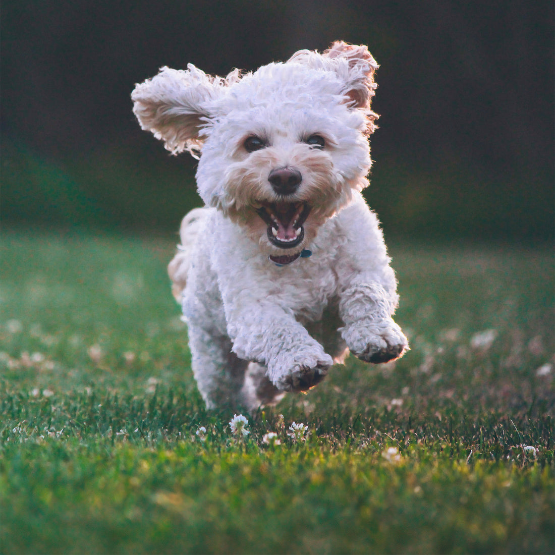 Hundeglück beginnt im Bauch - Wie du Verdauungsprobleme vermeiden kannst