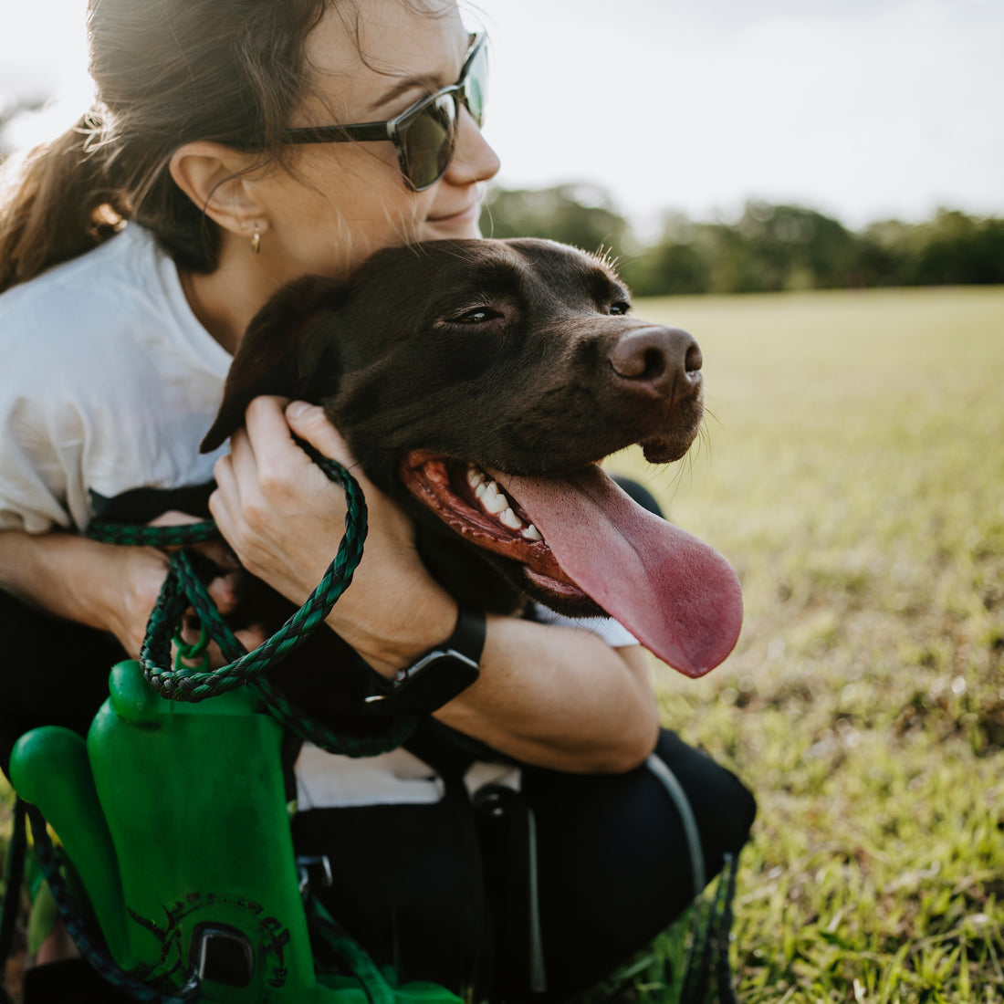 Hunde und Gelenkprobleme: Tipps zur Erkennung und was wirklich hilft